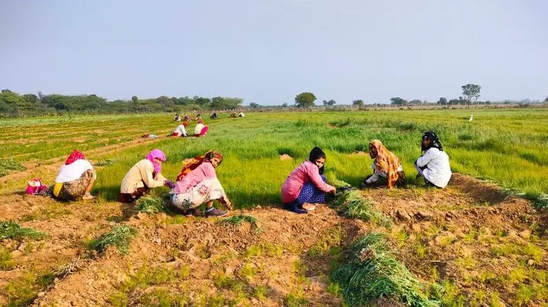 Farm Learning